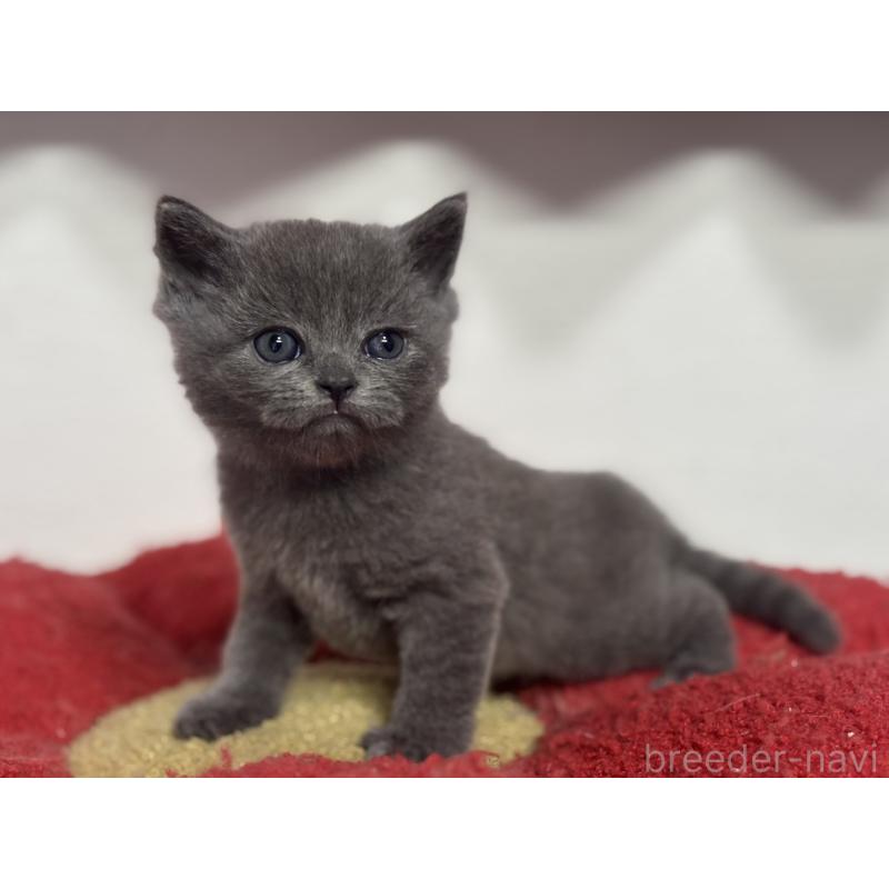 販売中の神奈川県のブリティッシュショートヘア-135296の8枚目