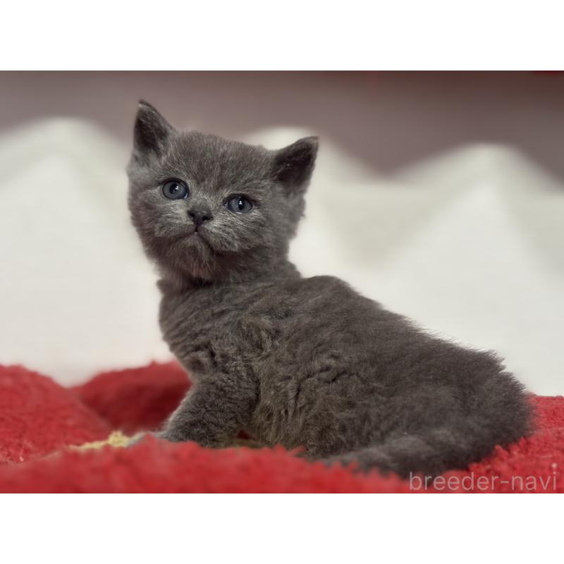 販売中の神奈川県のブリティッシュショートヘア-135296の7枚目