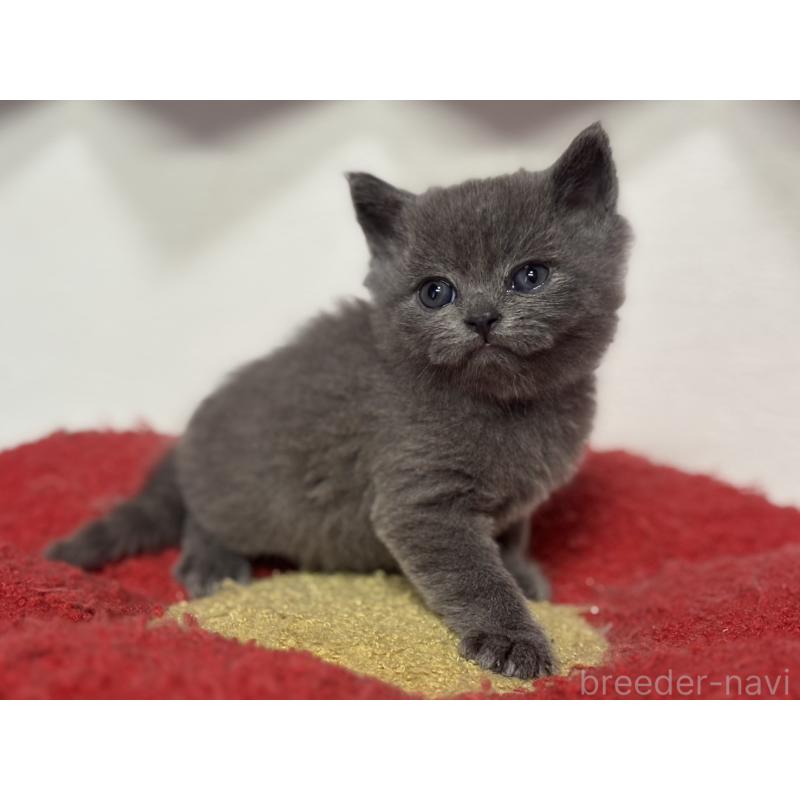 販売中の神奈川県のブリティッシュショートヘア-135296の6枚目