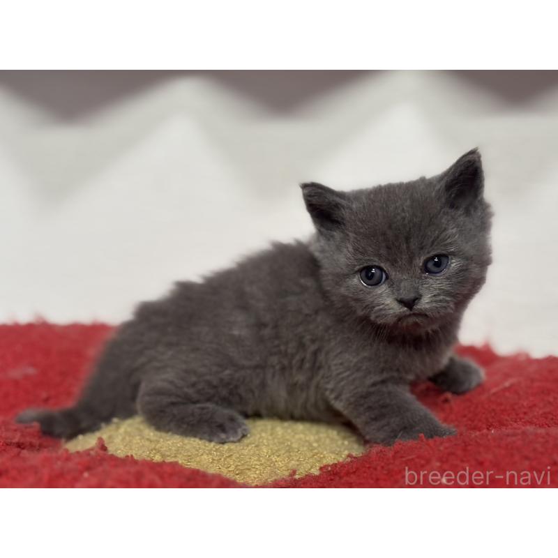 販売中の神奈川県のブリティッシュショートヘア-135296の5枚目