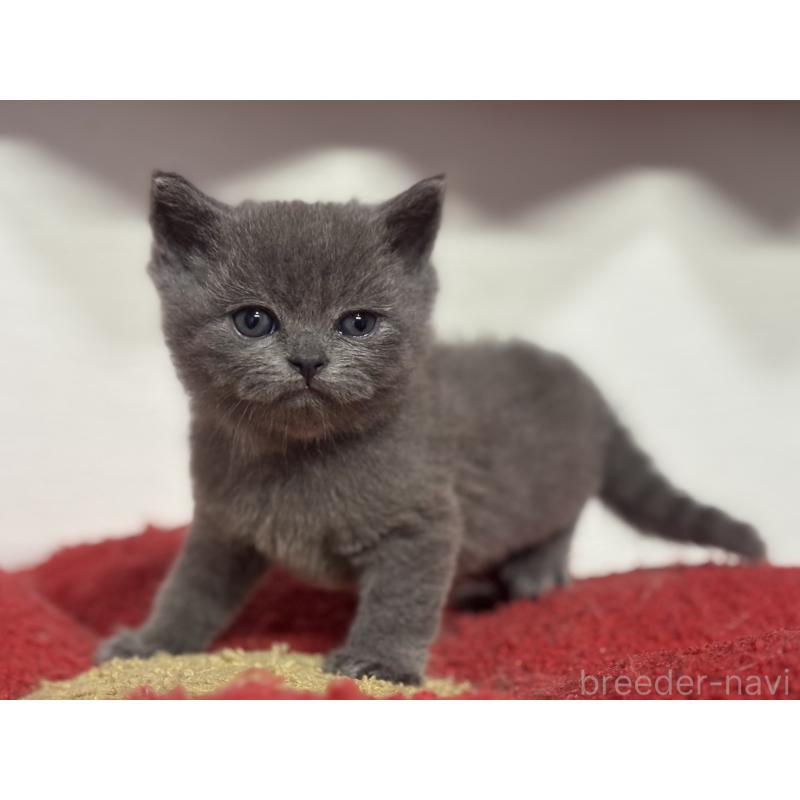 販売中の神奈川県のブリティッシュショートヘア-135296の4枚目