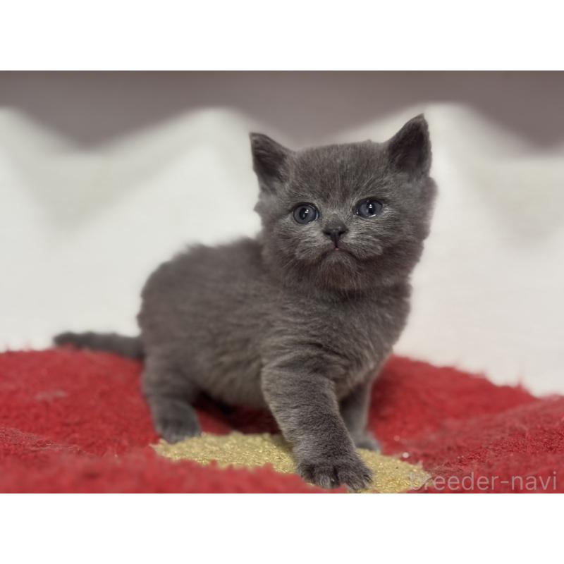 販売中の神奈川県のブリティッシュショートヘア-135296の3枚目