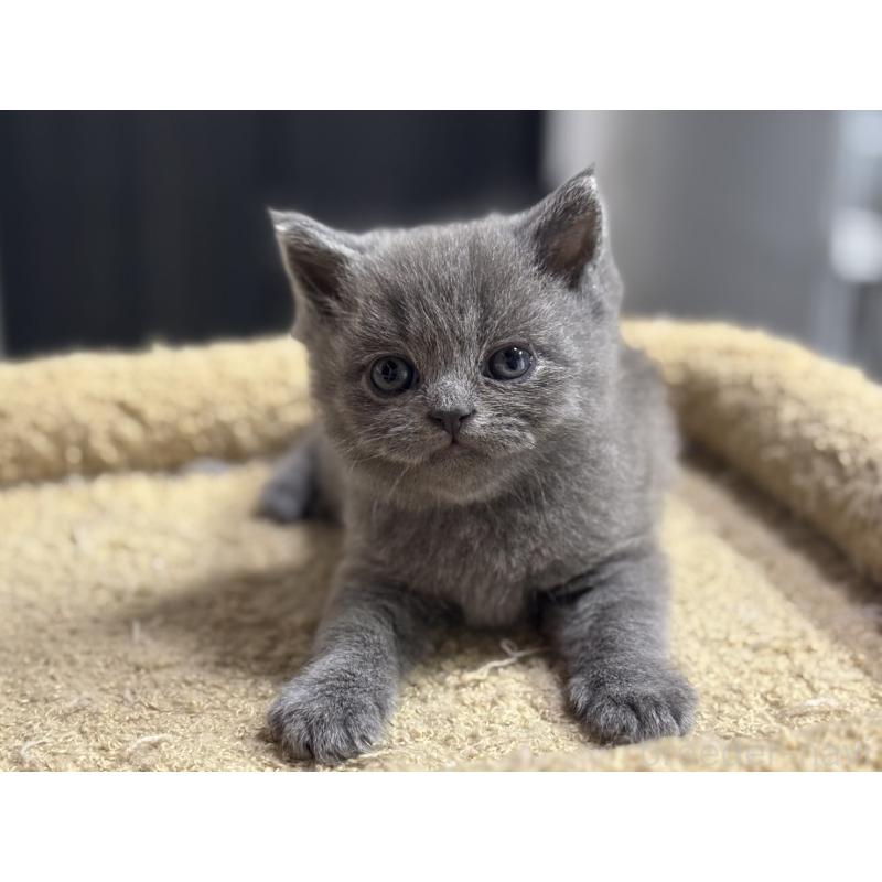 販売中の神奈川県のブリティッシュショートヘア-135296の2枚目