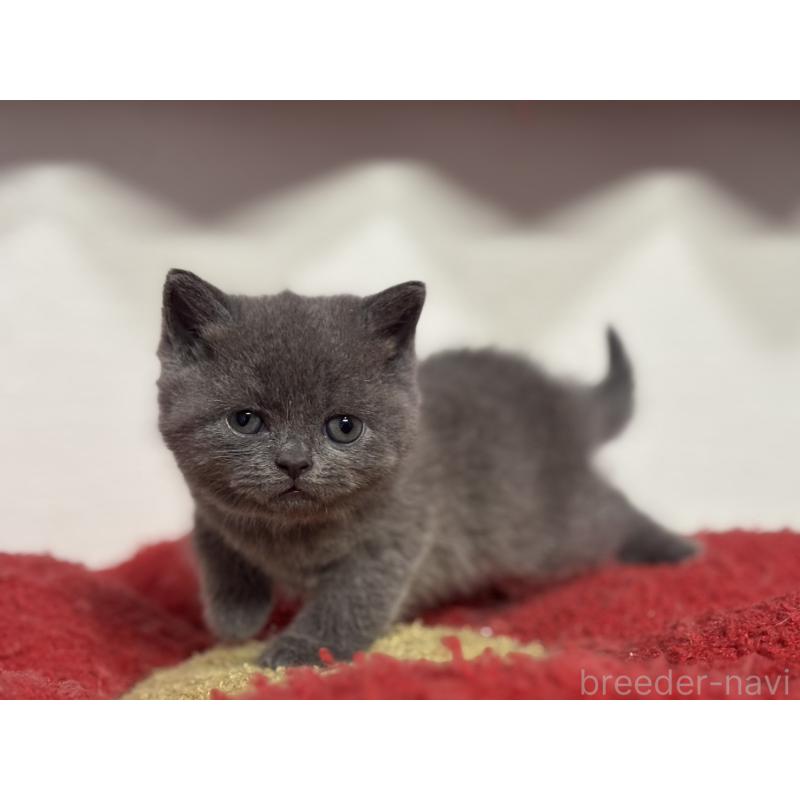 販売中の神奈川県のブリティッシュショートヘア-135297の13枚目