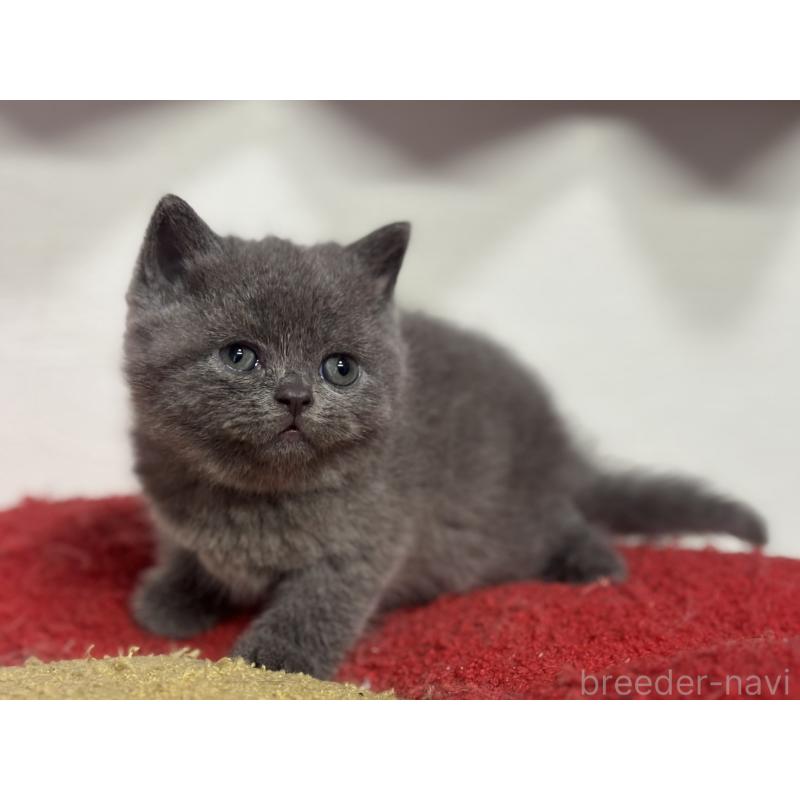 販売中の神奈川県のブリティッシュショートヘア-135297の12枚目