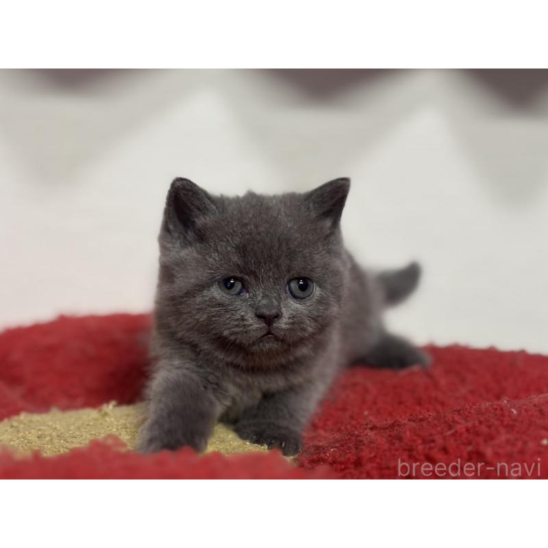 販売中の神奈川県のブリティッシュショートヘア-135297の11枚目