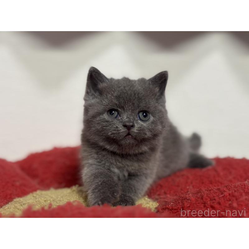 販売中の神奈川県のブリティッシュショートヘア-135297の10枚目