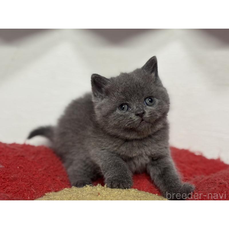 販売中の神奈川県のブリティッシュショートヘア-135297の9枚目