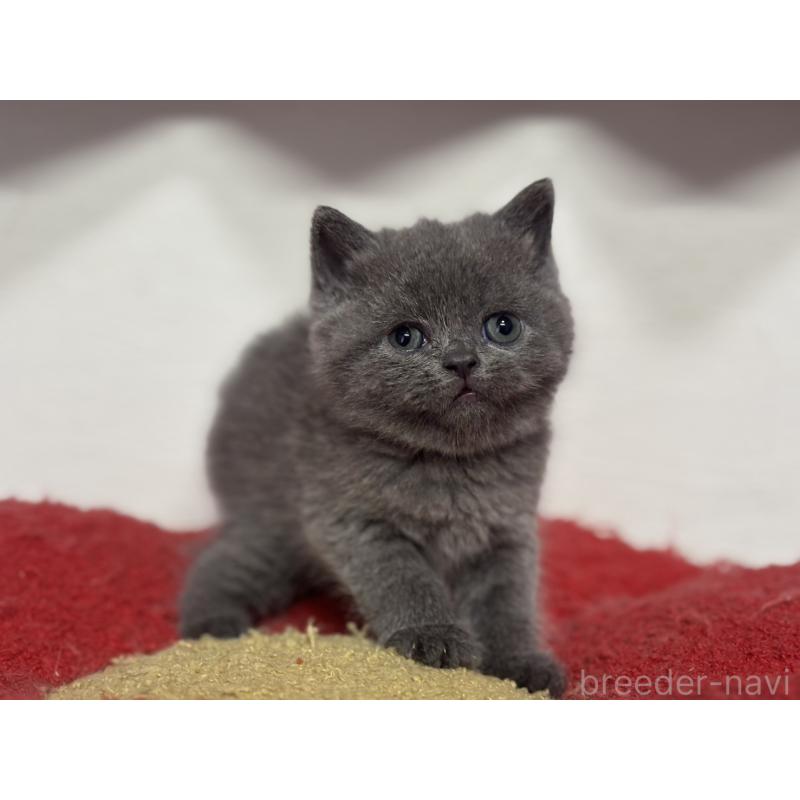 販売中の神奈川県のブリティッシュショートヘア-135297の8枚目