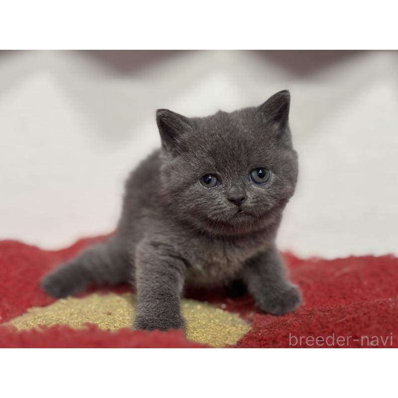 販売中の神奈川県のブリティッシュショートヘア-135297の7枚目