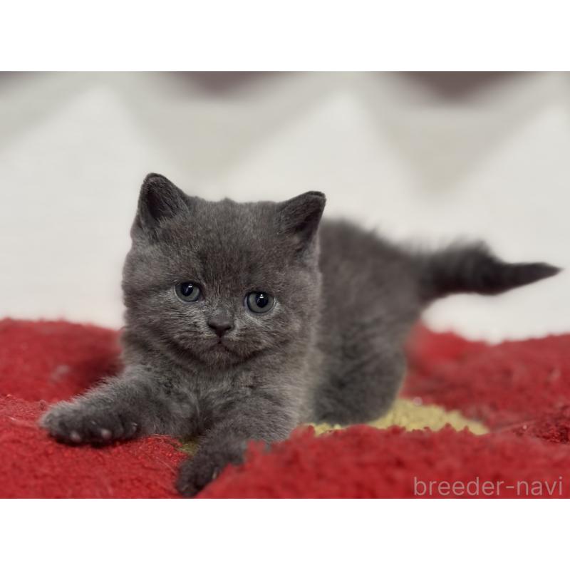 販売中の神奈川県のブリティッシュショートヘア-135297の6枚目