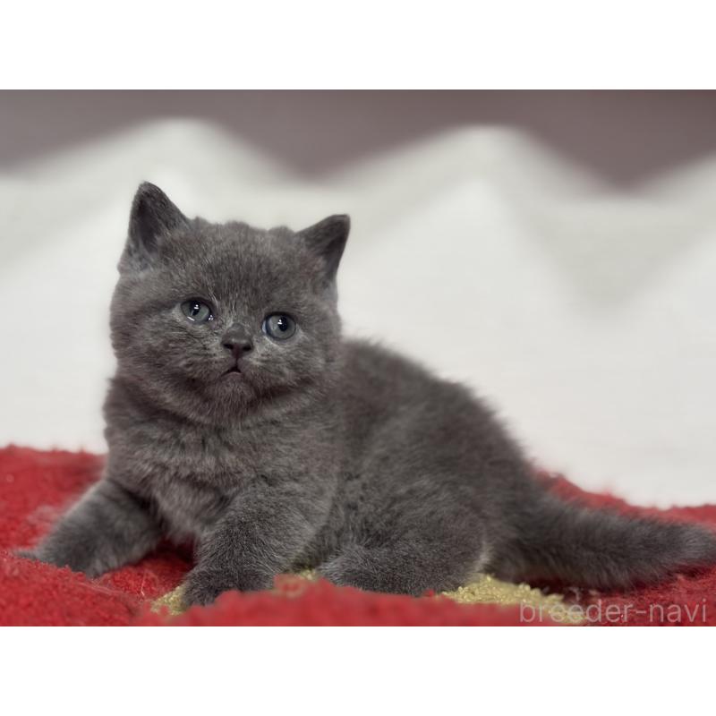 販売中の神奈川県のブリティッシュショートヘア-135297の4枚目