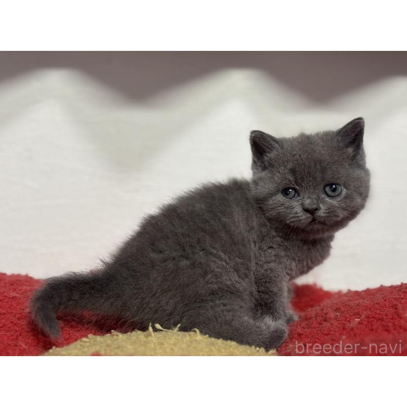 販売中の神奈川県のブリティッシュショートヘア-135297の5枚目