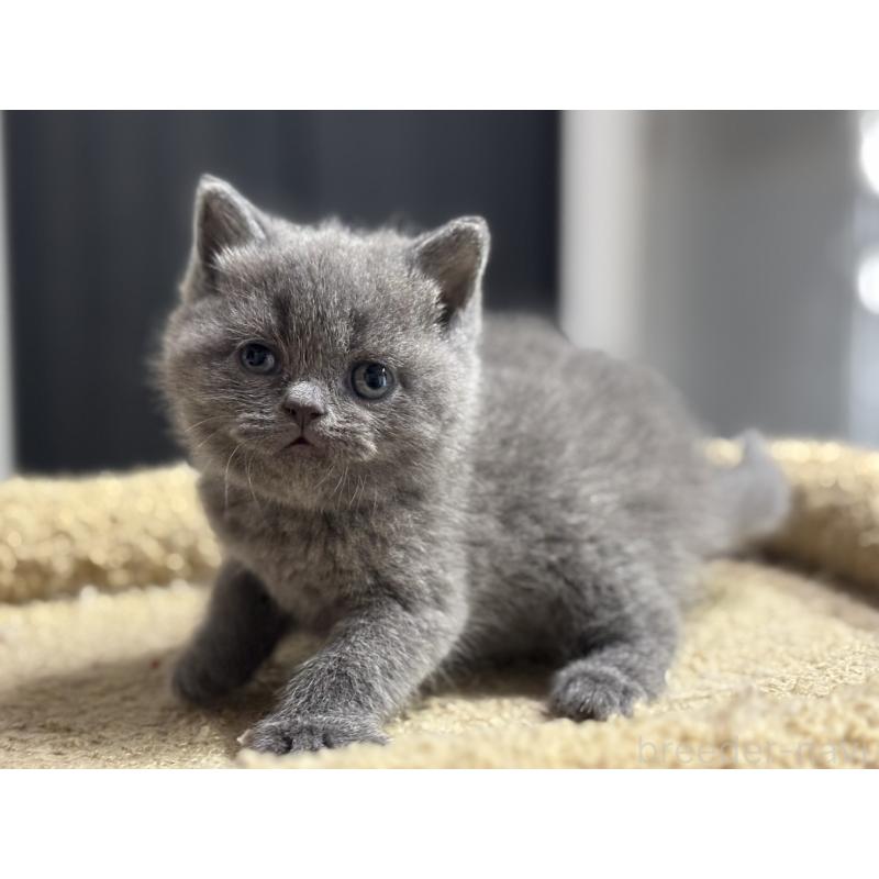 販売中の神奈川県のブリティッシュショートヘア-135297の3枚目