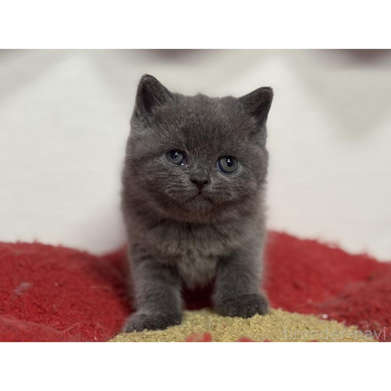 販売中の神奈川県のブリティッシュショートヘア-135297の2枚目