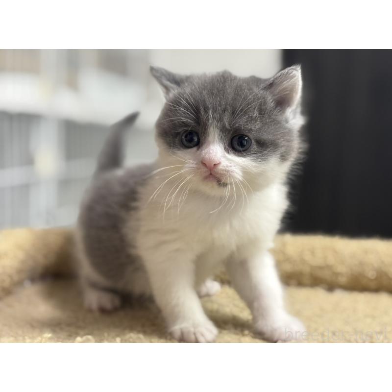 販売中の神奈川県のブリティッシュショートヘア-135298の12枚目