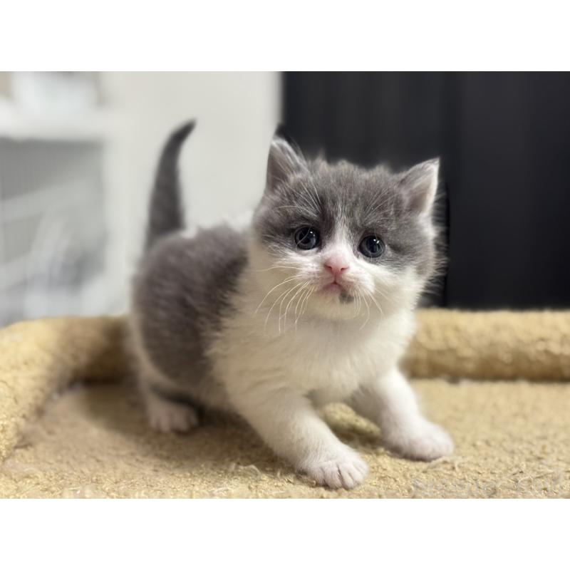 販売中の神奈川県のブリティッシュショートヘア-135298の11枚目