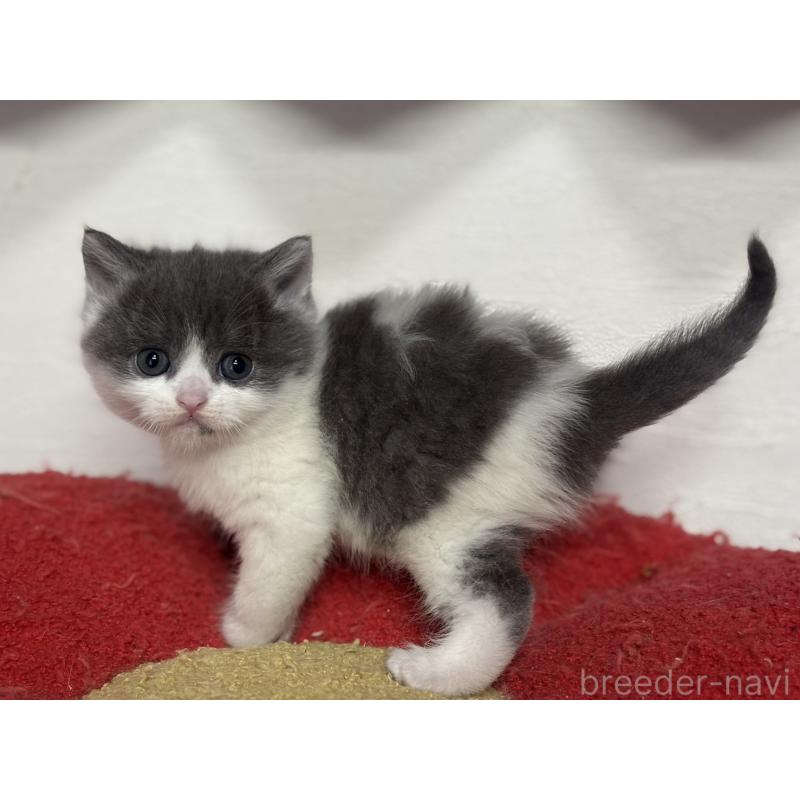 販売中の神奈川県のブリティッシュショートヘア-135298の9枚目