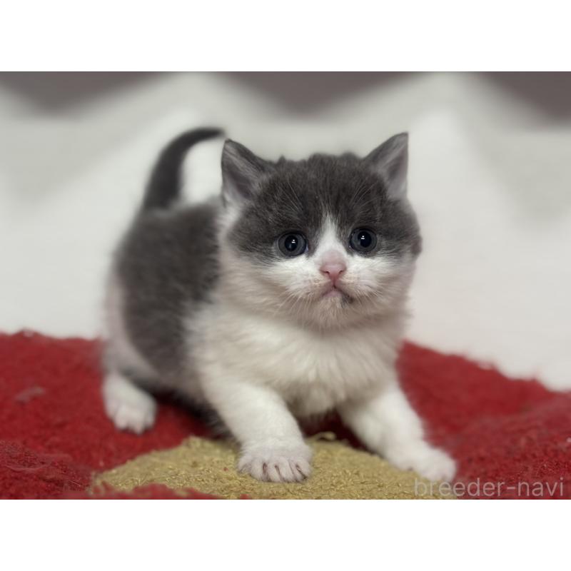 販売中の神奈川県のブリティッシュショートヘア-135298の8枚目