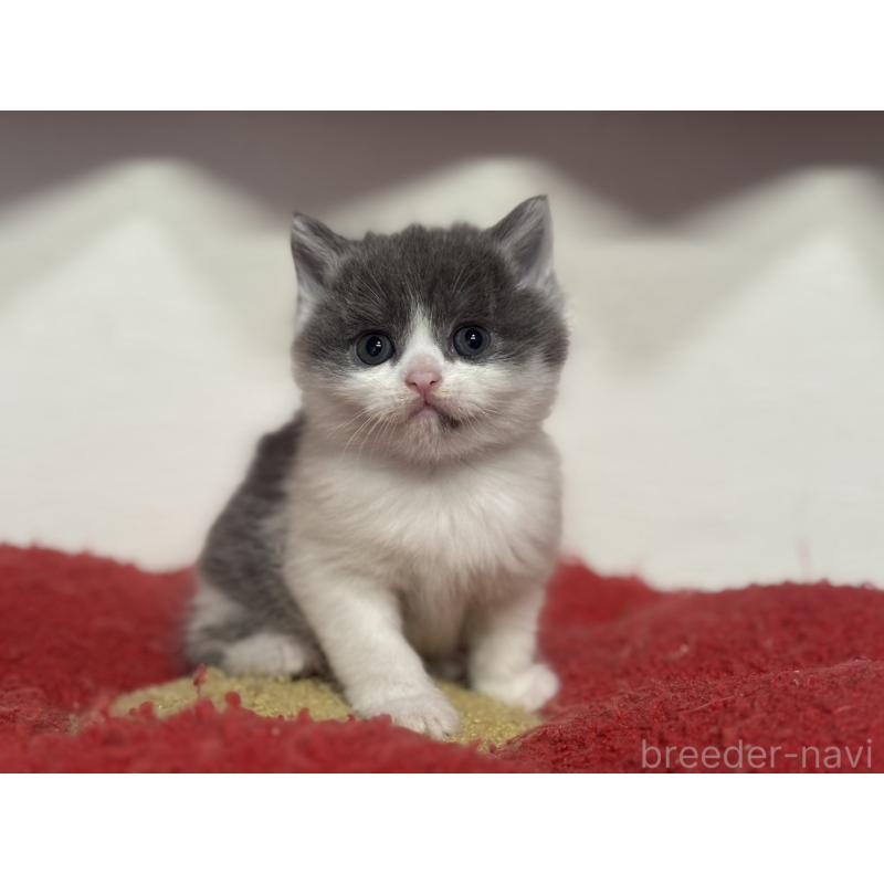 販売中の神奈川県のブリティッシュショートヘア-135298の7枚目