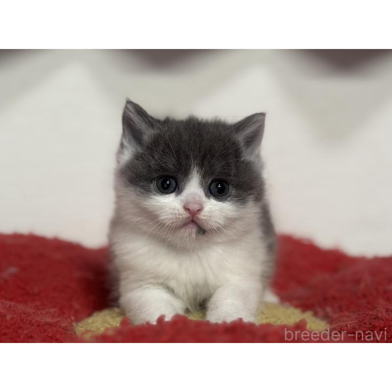 販売中の神奈川県のブリティッシュショートヘア-135298の6枚目