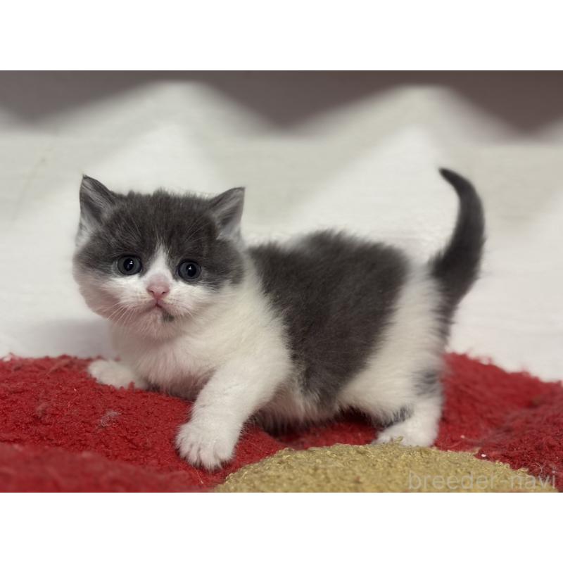 販売中の神奈川県のブリティッシュショートヘア-135298の5枚目