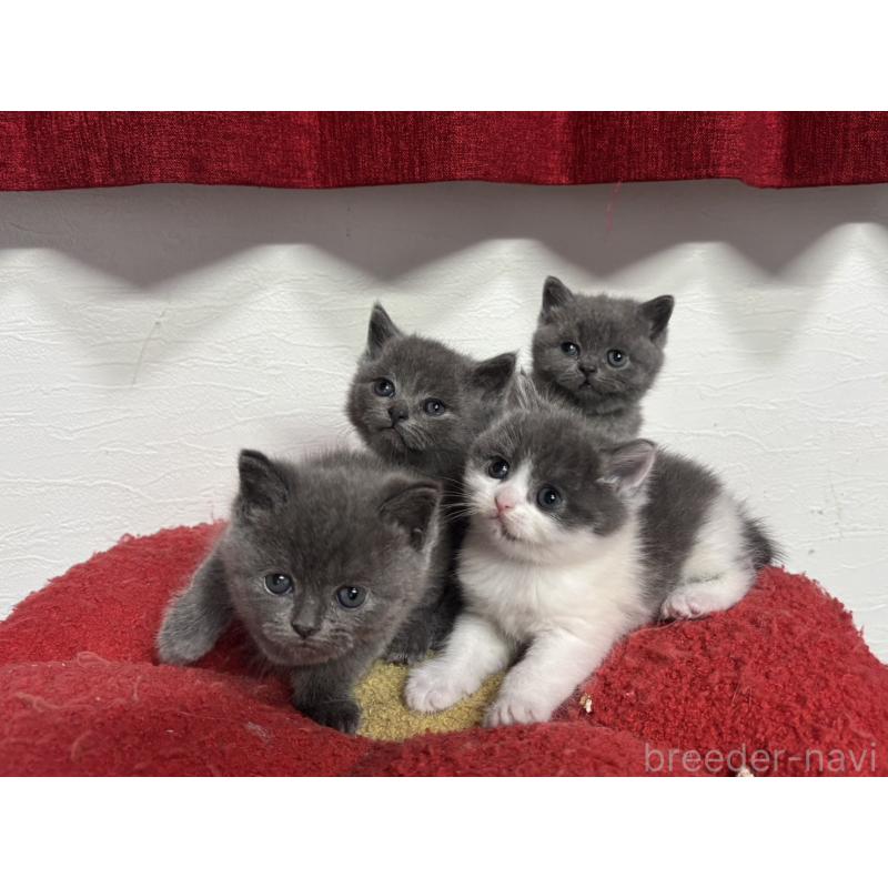 販売中の神奈川県のブリティッシュショートヘア-135298の4枚目