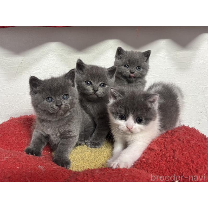 販売中の神奈川県のブリティッシュショートヘア-135298の3枚目