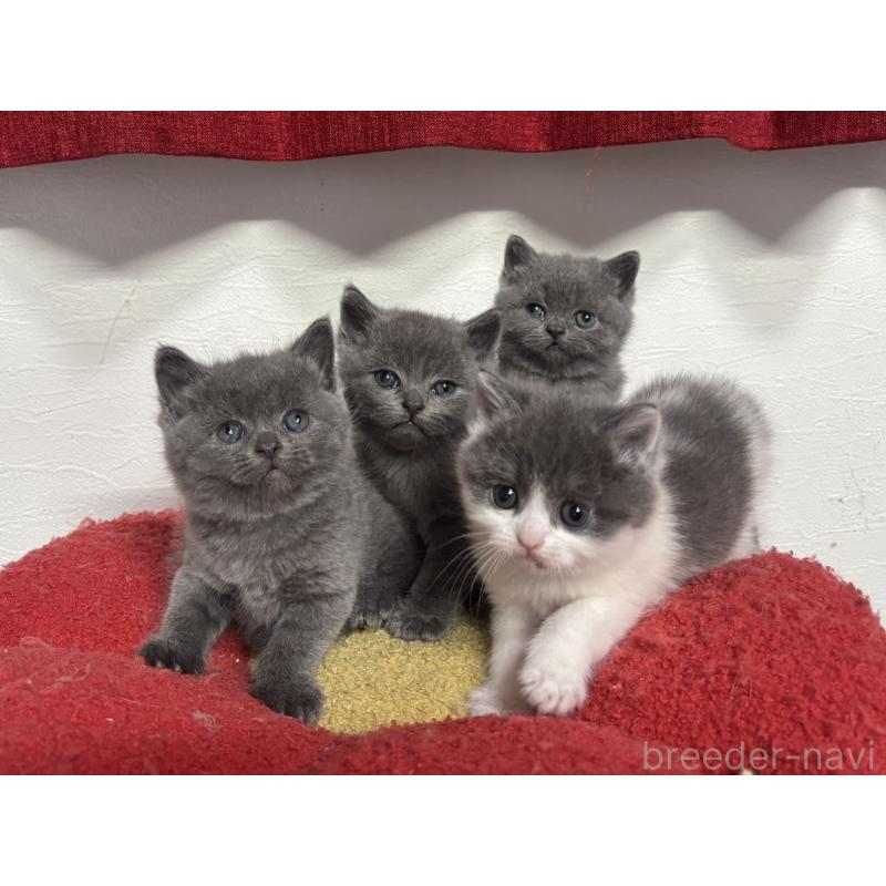 販売中の神奈川県のブリティッシュショートヘア-135298の2枚目