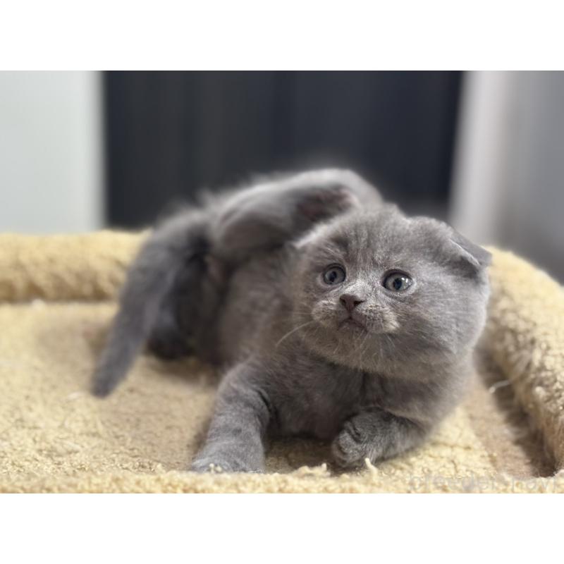 成約済の神奈川県のスコティッシュフォールド(折れ耳)-134919の15枚目