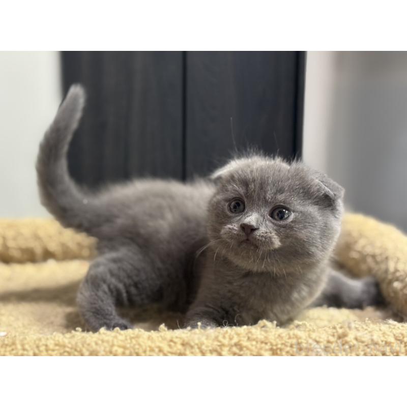 成約済の神奈川県のスコティッシュフォールド(折れ耳)-134919の14枚目