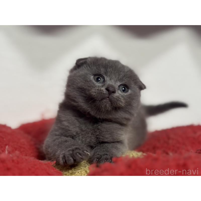 成約済の神奈川県のスコティッシュフォールド(折れ耳)-134919の13枚目