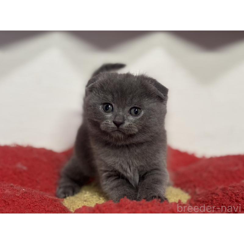 成約済の神奈川県のスコティッシュフォールド(折れ耳)-134919の11枚目