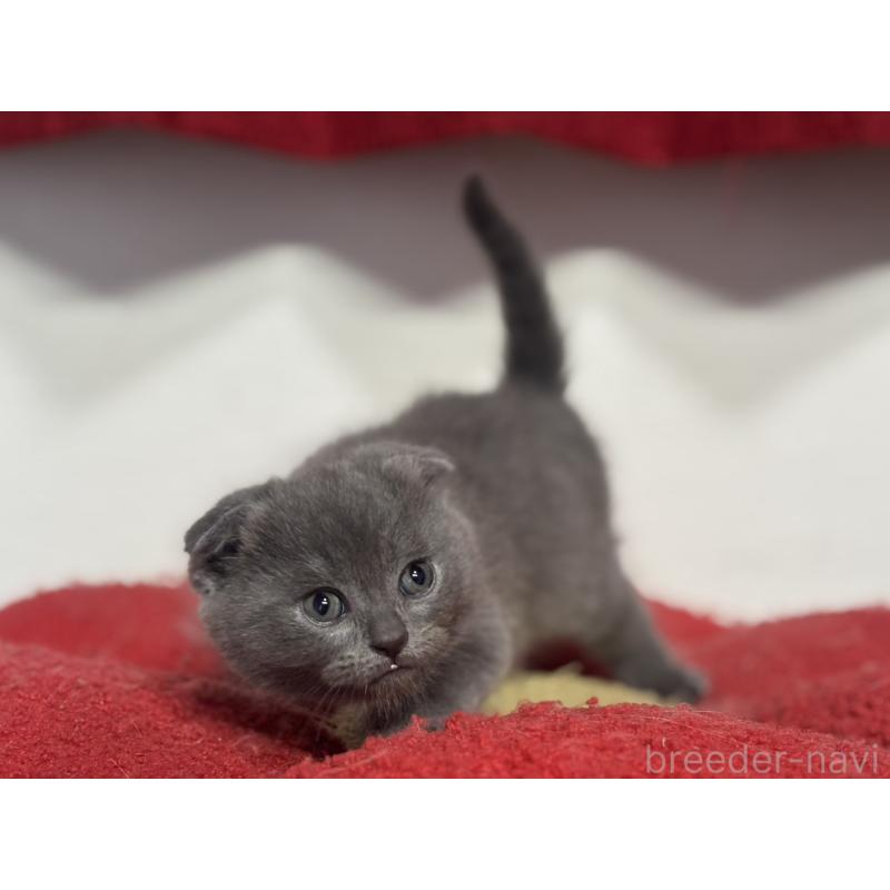 成約済の神奈川県のスコティッシュフォールド(折れ耳)-134919の9枚目