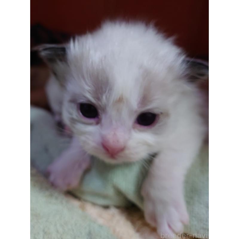 販売中の兵庫県のラグドール-135275の3枚目