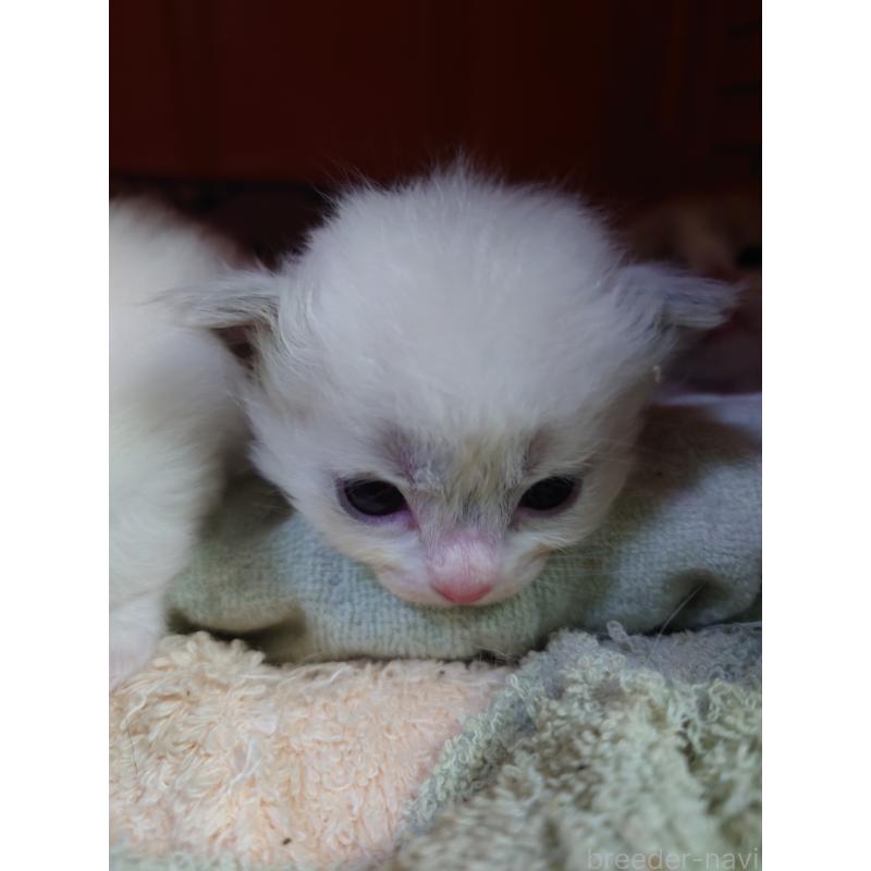 販売中の兵庫県のラグドール-135276の3枚目