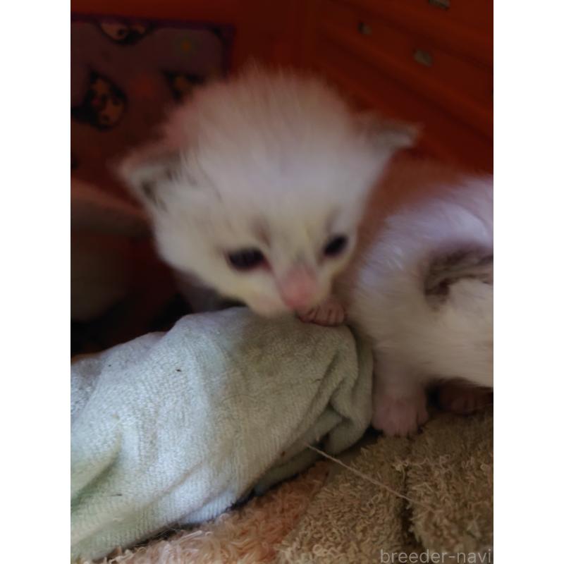 販売中の兵庫県のラグドール-135276の2枚目