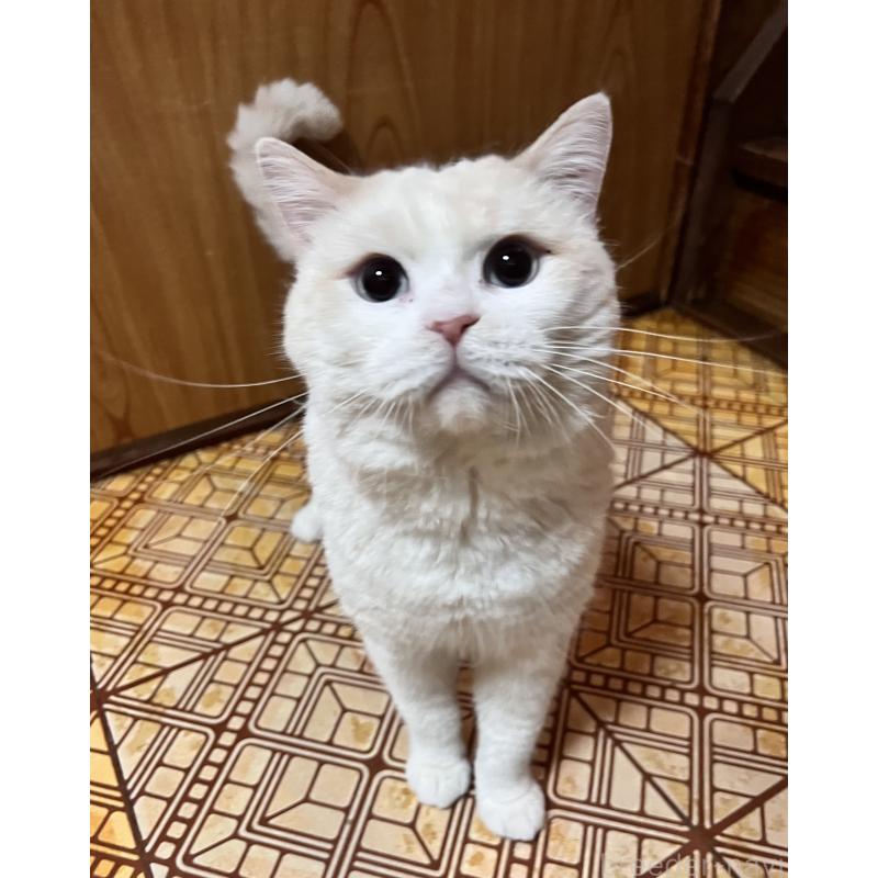 販売中の大阪府のマンチカン-124735