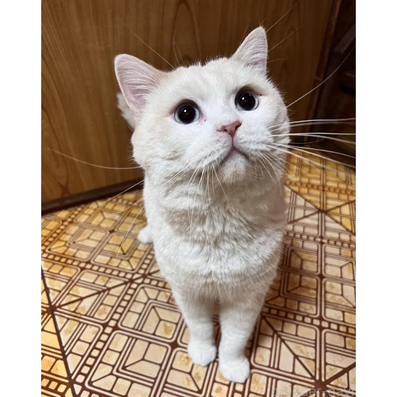 販売中の大阪府のマンチカン-124735の5枚目