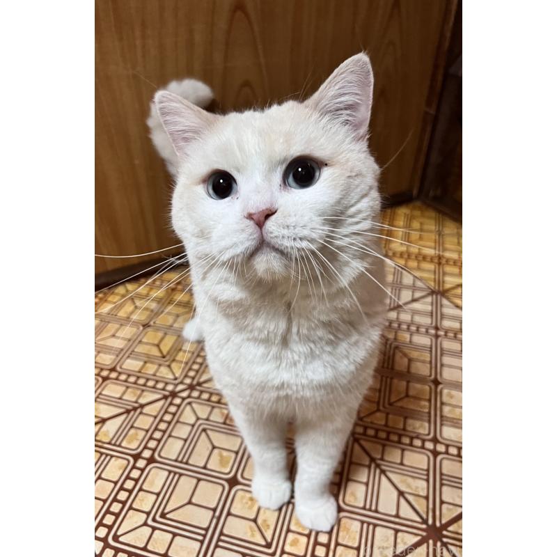 販売中の大阪府のマンチカン-124735の4枚目