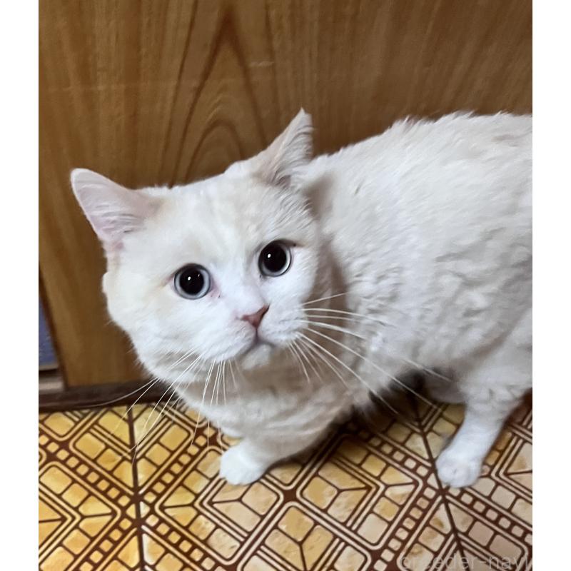 販売中の大阪府のマンチカン-124735の3枚目