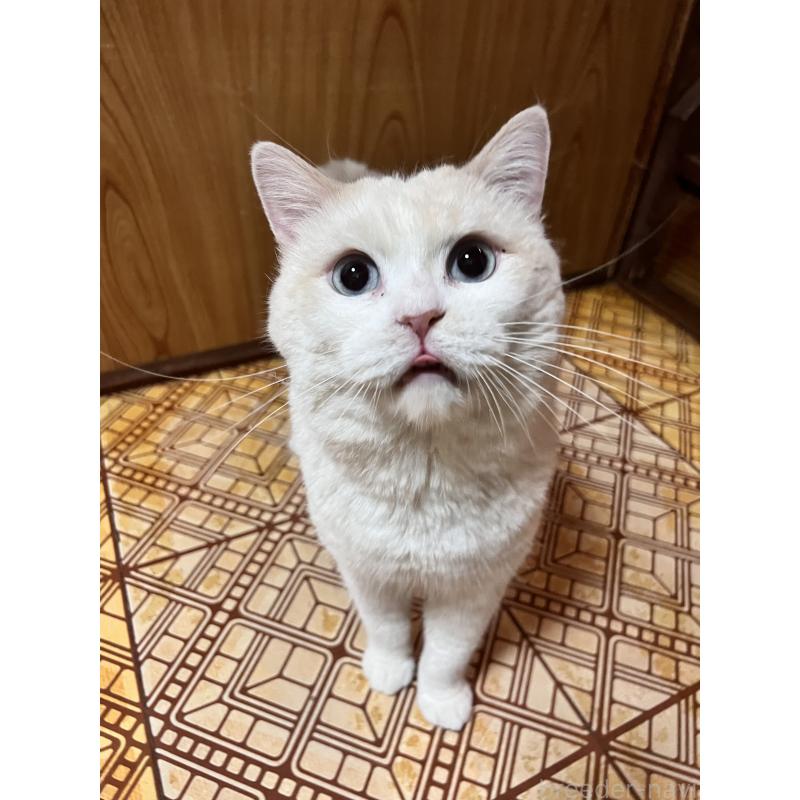 販売中の大阪府のマンチカン-124735の2枚目