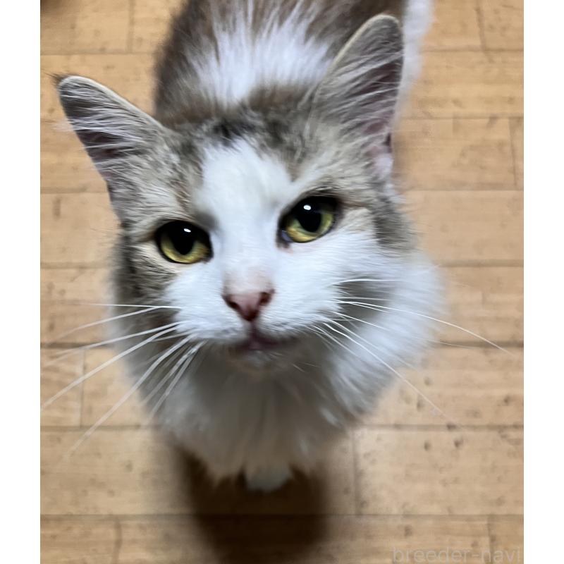 販売中の大阪府のノルウェージャンフォレストキャット-135278の1枚目