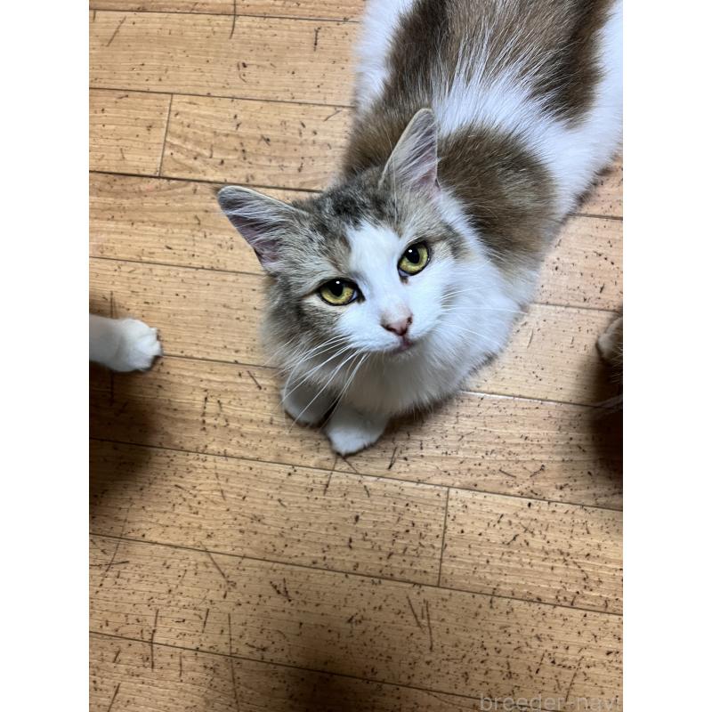 販売中の大阪府のノルウェージャンフォレストキャット-135278の4枚目