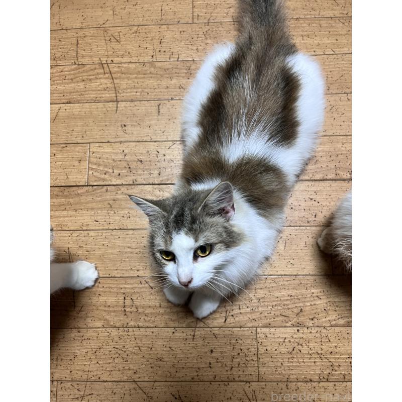 販売中の大阪府のノルウェージャンフォレストキャット-135278の2枚目