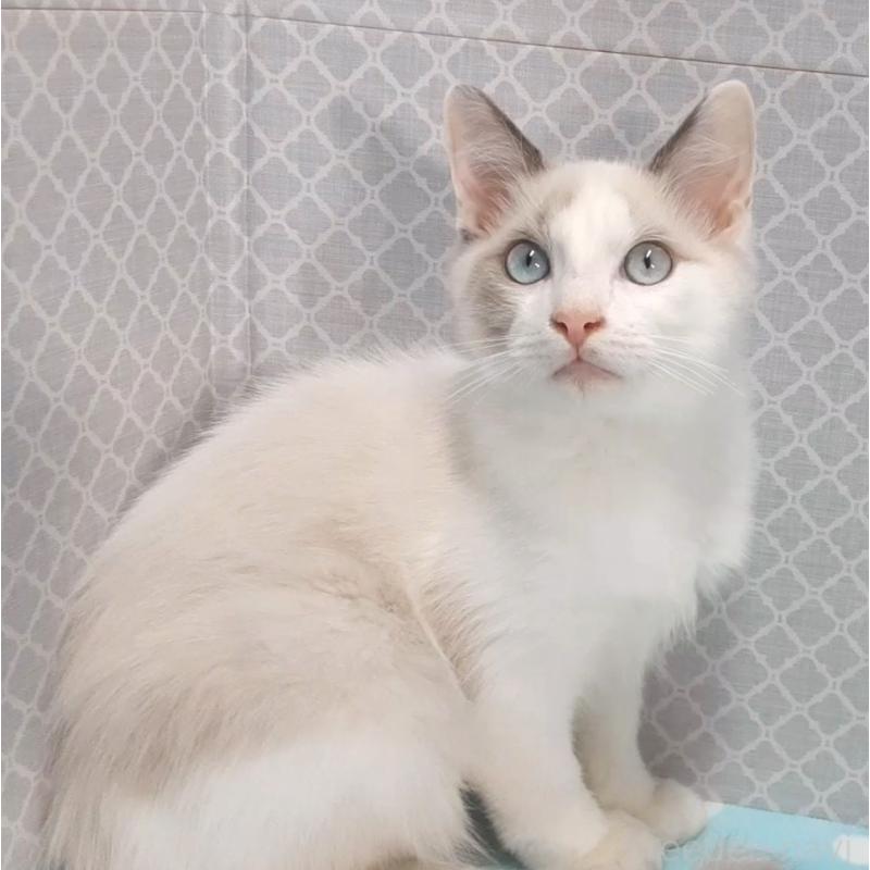 商談中の岐阜県のラグドール-130668の2枚目