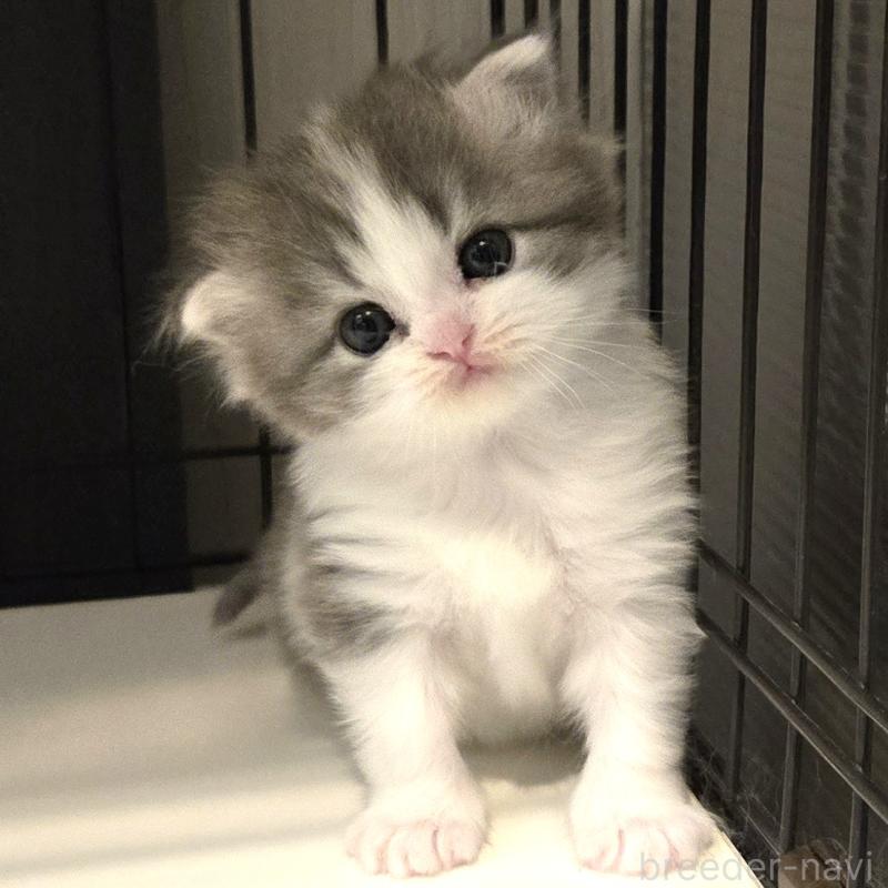 販売中の福岡県のミックス-135279の1枚目