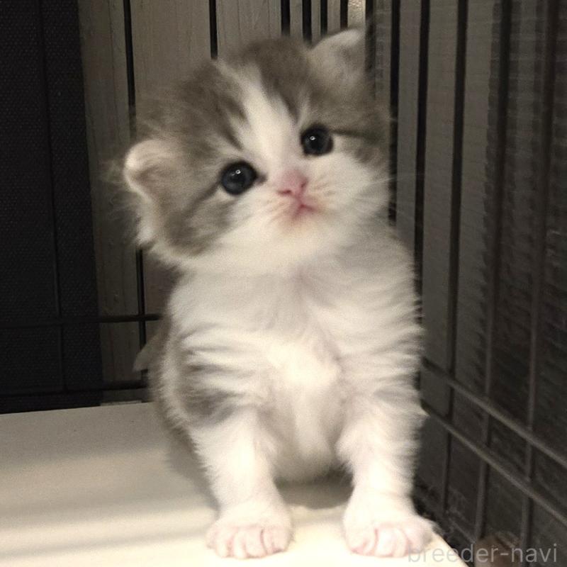 販売中の福岡県のミックス-135279の6枚目