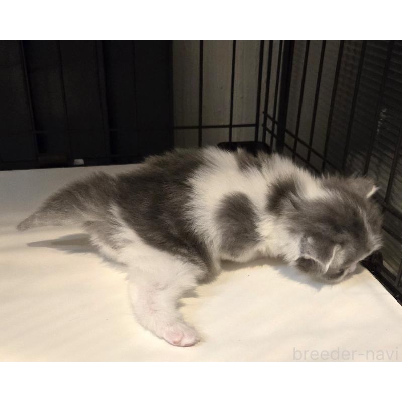 販売中の福岡県のミックス-135279の5枚目