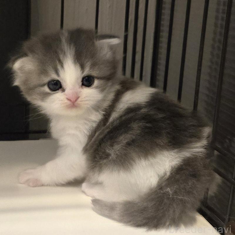 販売中の福岡県のミックス-135279の3枚目